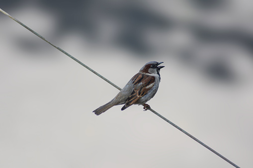 Sparrow on a branch. Bird in nature. Beautiful bird wall art
