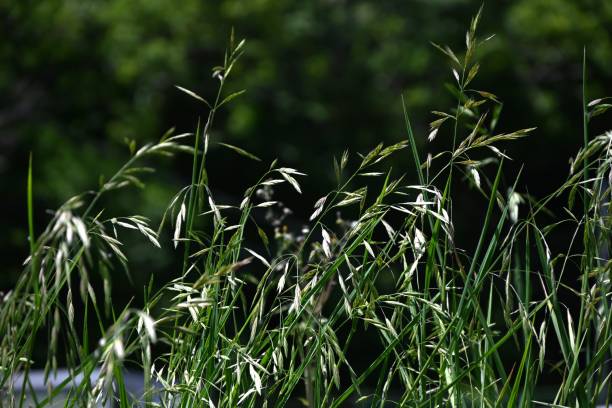 istock Rescue grass ( Bromus catharticus ) spikelet. Poaceae perennial weed. 2151671930
