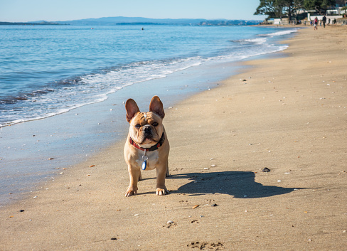 A bulldog with ears up. Unrecognizable people walking on the beach.
