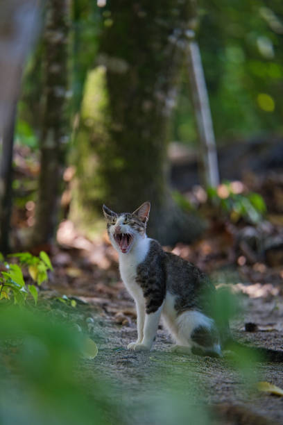 istock Cat sitting and yawning 2151674029