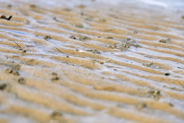 istock low tide on the North Sea 2151674672