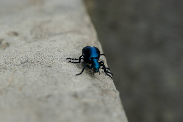 istock Closeup photo of a blue beetle on stone 2151675886