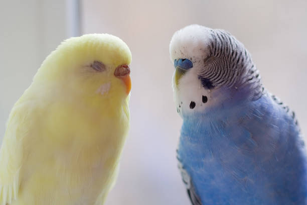 istock Blue and yellow budgie and bird close-up 2151676363
