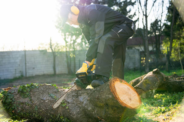 istock A man in uniform cuts an old tree in the yard with an electric saw 2151677163