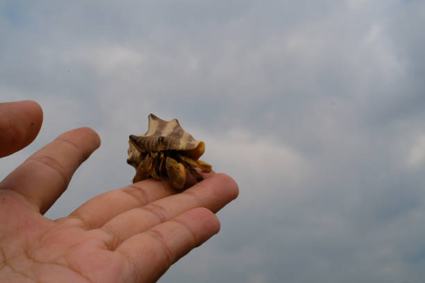 Hermit Crab on a rocky beach looking for a new home on the island of Okinawa Japan