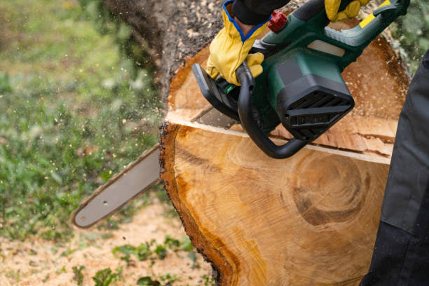 istock A man in uniform cuts an old tree in the yard with an electric saw 2151677922