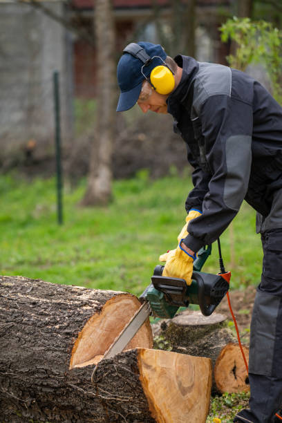 istock A man in uniform cuts an old tree in the yard with an electric saw 2151678276