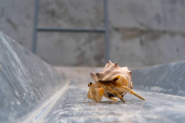 White-shelled hermit crab crawling on a Metal roof. Pet hermit crab playing in the sun. Graphic Resources. Animal Themes. Animal Closeup. 4K Video Resolution 30 Fps