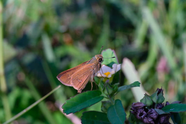 istock The Brown butterfly or Junonia orithya 2151678844