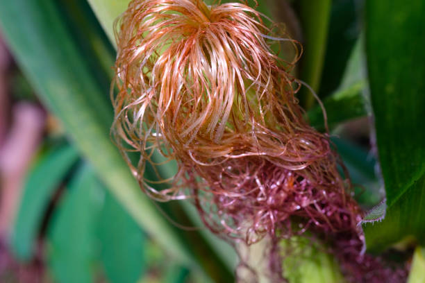 Macro shot of young corn fiber. Detailed texture of pink corn fiber. Plant Closeup. Macrophotography. Shot in Macro Lens