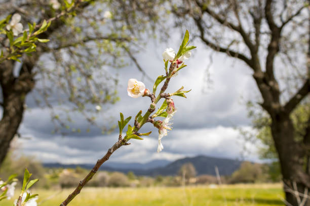 Almond tree branch in front of mountain valley scenery, Cyprus