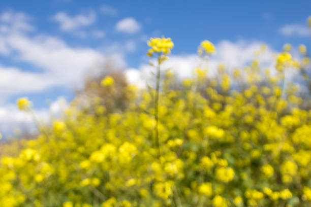 A refreshing blue sky that makes you feel the spring season and a yellow rape blossom garden that blooms on the slope of the riverbed