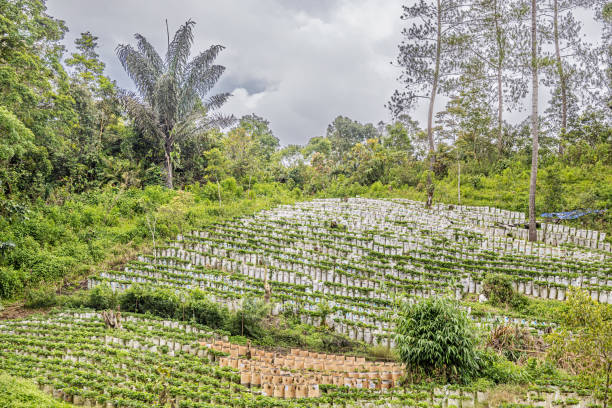 Terraced farming fields with lush green vegetation surrounding a village area, accompanied by houses and scenic views over the horizon under a bright sky