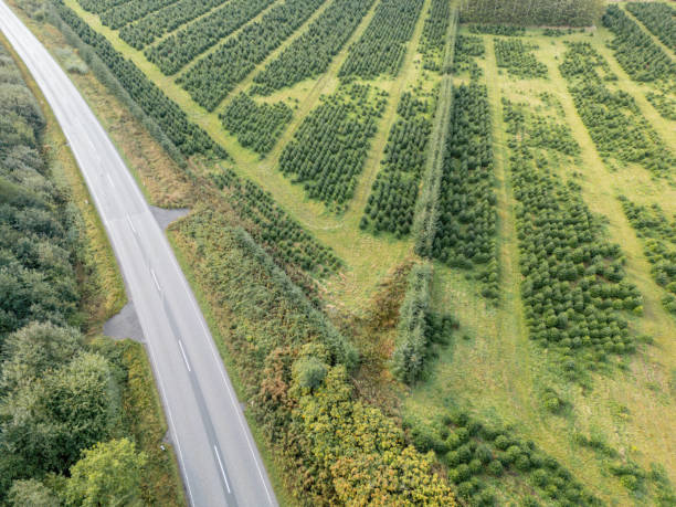 280+ Tree Farm From Above Stock Photos, Pictures & Royalty-Free Images ...
