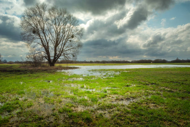 Water in a meadow with a big tree and cloudy sky, view on a spring day