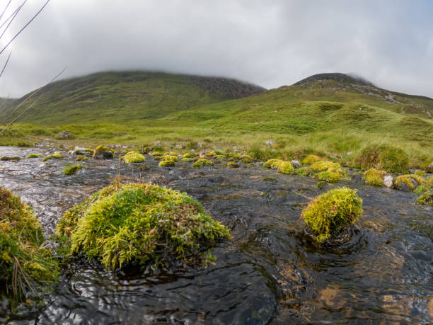 A misty highland landscape with a small stream flowing through it. The stream is lined with vividly green moss-covered rocks, emphasizing the rich, wet environment typical of highland ecosystems. Low clouds hang over the rolling green hills, adding a sense of mystery and tranquility to the scene.