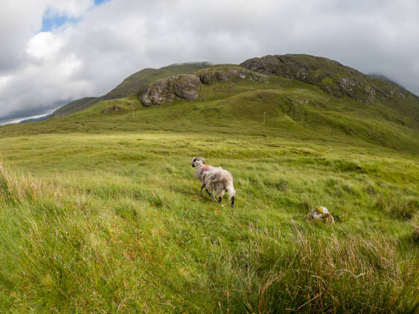 A lone sheep grazing in a vast highland meadow under an overcast sky. The lush green grass and rolling hills dotted with rocky outcrops provide a natural habitat for wildlife, showcasing the peaceful and undisturbed environment. The hills in the background and the gentle mist suggest the quiet solitude typical of such remote landscapes.