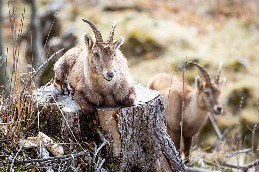 Cute alpine ibex chilling in the sun in the austrian alps