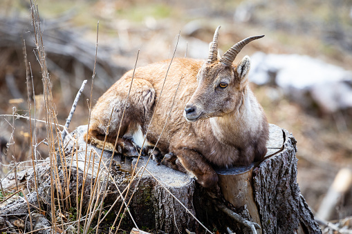 Cute mountain ibex chilling on a treestump