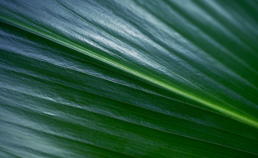 Large green palm leaf texture background. Tropical leaf