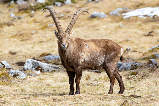 Alpine ibex in the austrian alps