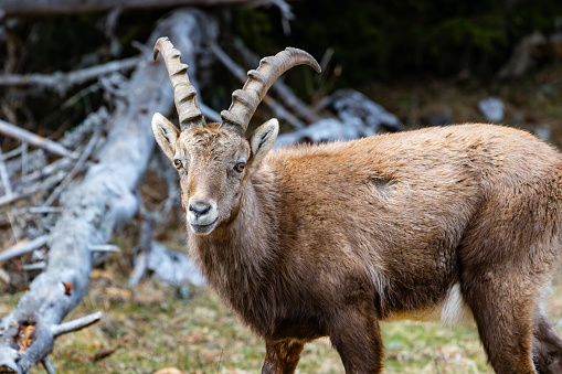 Alpine ibex in the austrian alps