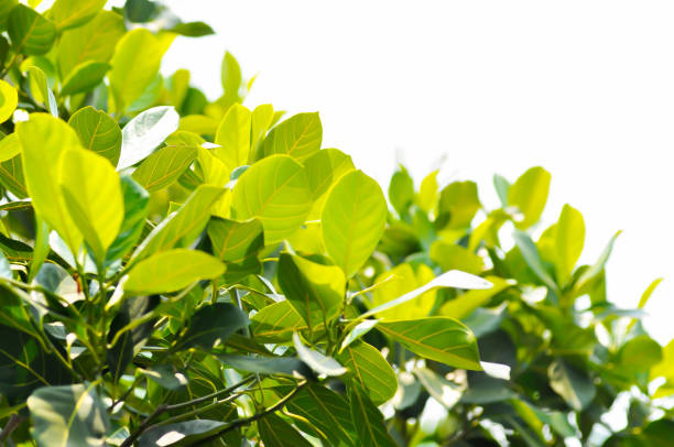 Artocarpus heterophyllus Lam, A heterophylla or jackfruit or jackfruit tree and sky background