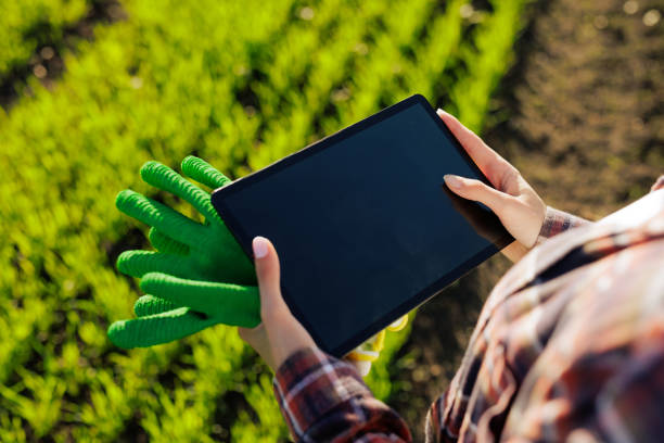 istock young female farmer with a tablet in her hands examines the green field. Modern technologies in agriculture management and agribusiness concept 2151688884