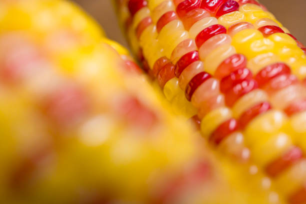 Mexico: Indian Corn Hanging on Vibrant Yellow Wall. Shot in Oaxaca.