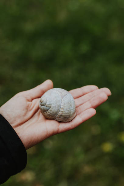 istock Cute snail on a woman's hand. Close-up. 2151696540