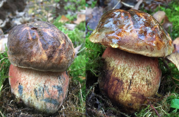 istock Photo comparison: How much a mushroom grows in two days. Same mushroom two days apart. Neoboletus luridiformis. 2151697737