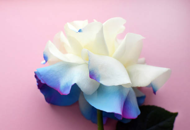 Beautiful large white rose with blue edges on a pink background. Top view.