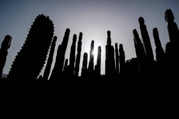 A group of cacti are silhouetted against a bright sun. The sun is shining on the cacti, casting long shadows. The scene is serene and peaceful, with the cacti standing tall and proud in the sunlight, real image