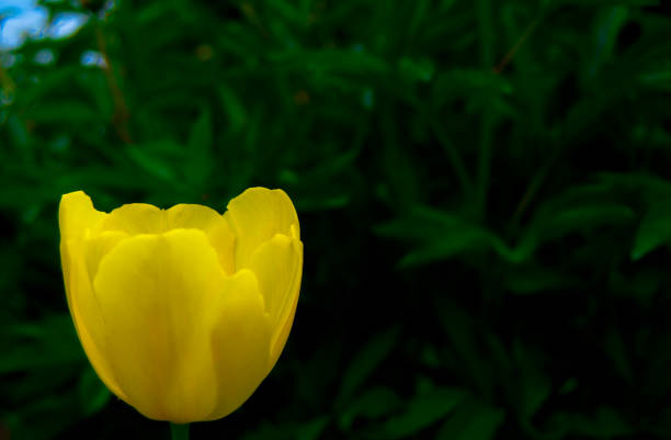 Yellow tulip flower close up on green background.Selective focus.