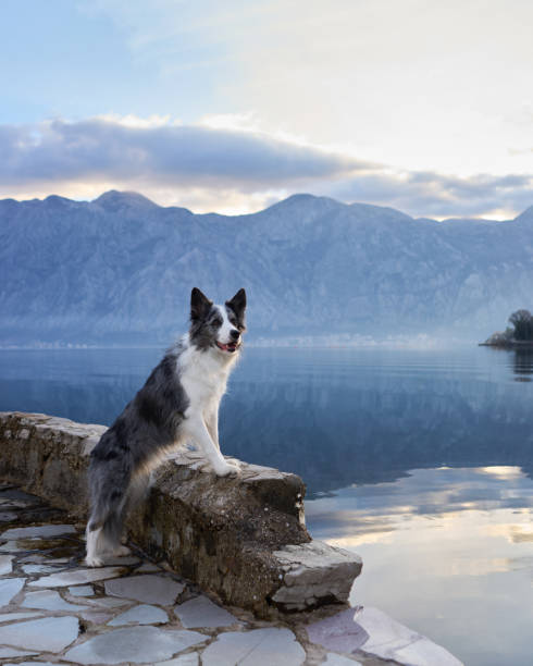 istock A Border Collie dog perches gracefully on a lakeside stone ledge 2151700256