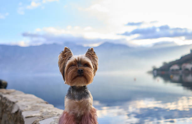 A Yorkshire Terrier perched on a rustic stone wall overlooks a tranquil lake with mist-shrouded mountains in the background