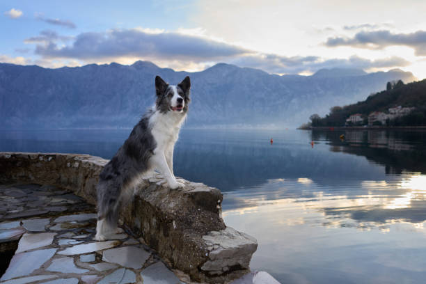 istock A Border Collie dog perches gracefully on a lakeside stone ledge 2151700268