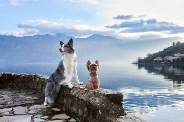 istock A Border Collie and a Yorkshire Terrier dogs sit on a lakeside ledge 2151700282