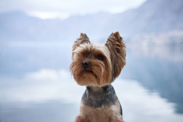 A Yorkshire Terrier perched on a pier column surveys the tranquil waters of a mountain-lined lake