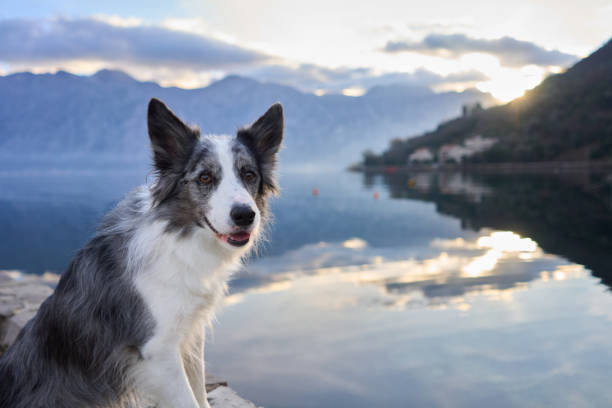 istock A Border Collie dog perches gracefully on a lakeside stone ledge 2151700297