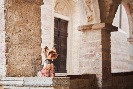 A Yorkshire Terrier small dog alert expression contrasts with the rough textures and solemnity of the historical architecture