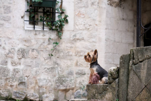 A Yorkshire Terrier dog peers over a stone wall, intrigued by the view of a vine-covered window in a historic setting.