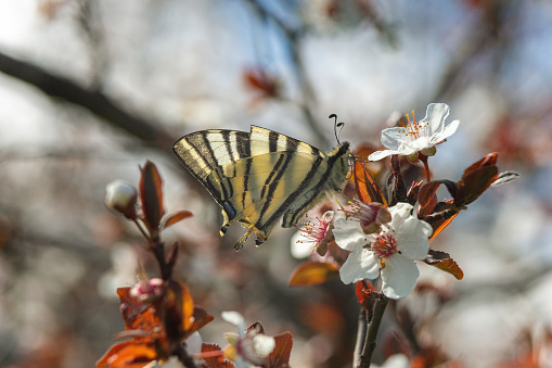 View of a swallowtail butterfly in spring buds.
