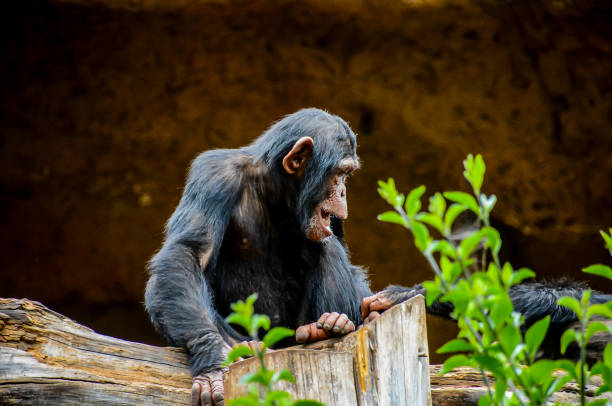 Image of a chimpanzee biting a tree trunk ,Monochrome