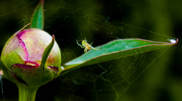 istock Green spider Salticidae with cobwebs on peony leaves.Selective focus. 2151700687