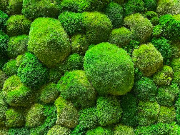 istock Vertical moss garden. Eco friendly green wall. 2151700942