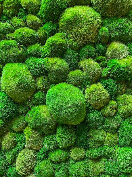 istock Vertical moss garden. Eco friendly green wall. 2151701590