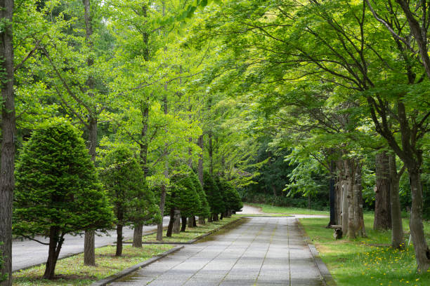 istock Park in early summer with fresh green trees 2151701617
