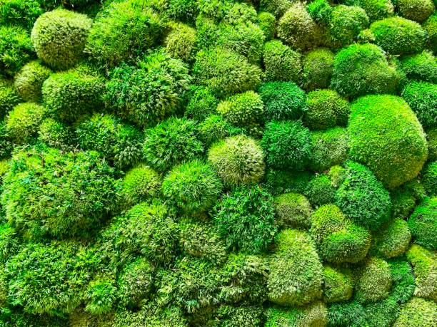 istock Vertical moss garden. Eco friendly green wall. 2151701738