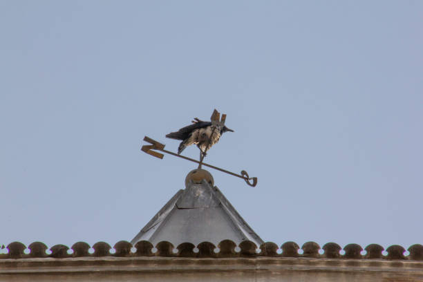 A metal sculpted heron and compass weather vane sits atop a roof